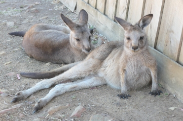 Kangaroos at wildlife park in Tasmania